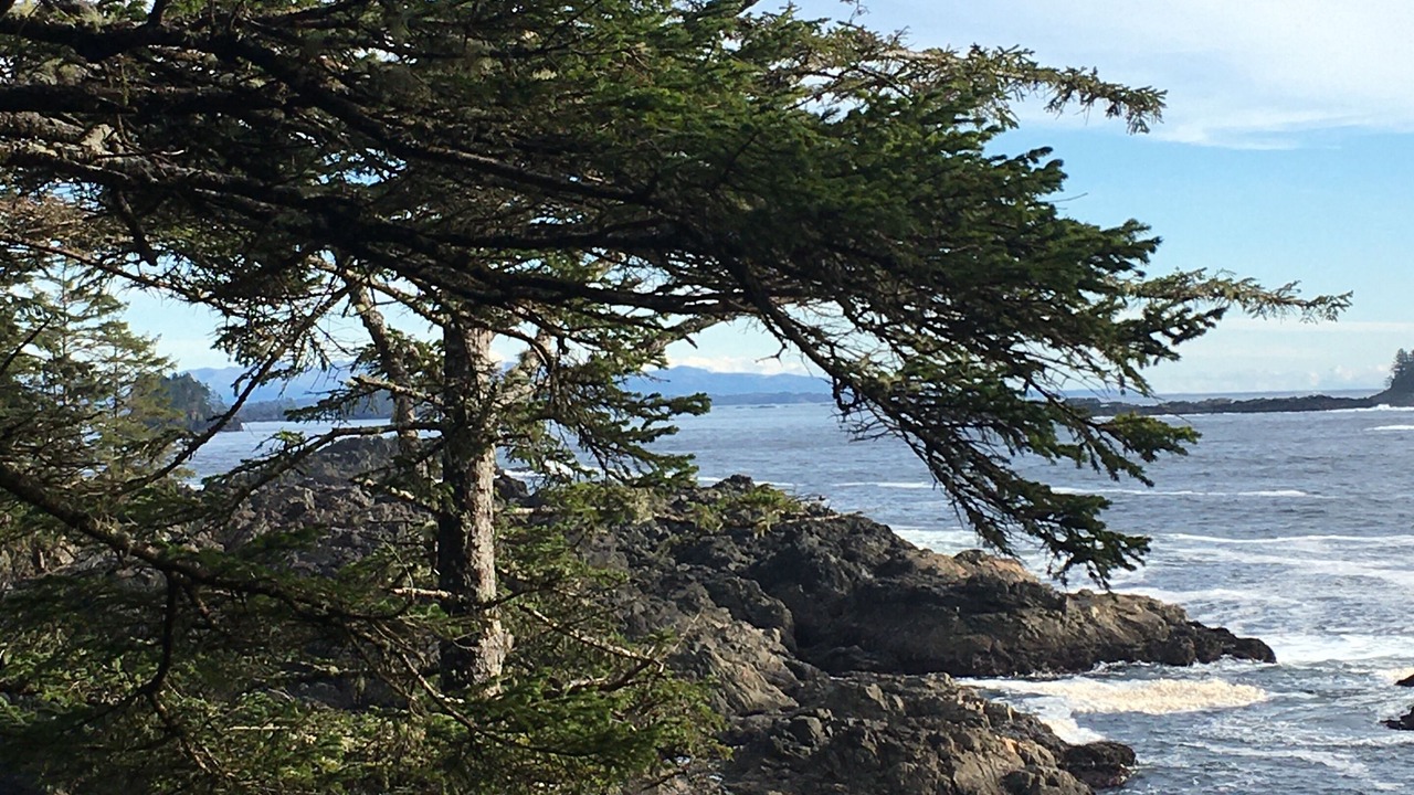 Photo of Others in Tofino