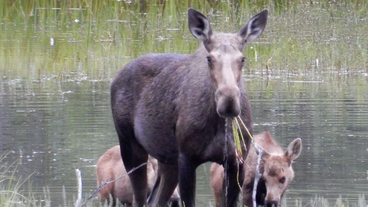Photo of Others in Tete Jaune Cache