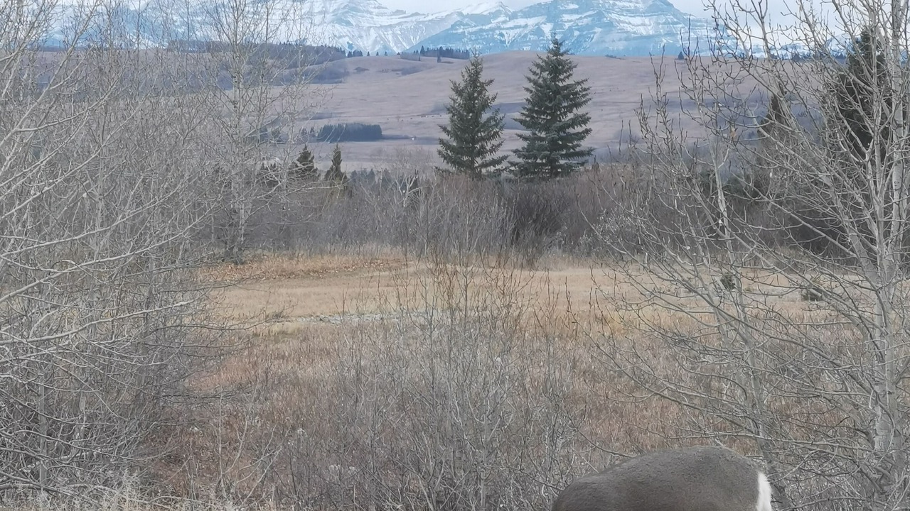 Photo of Others in Calgary