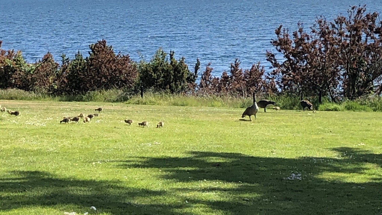 Photo of Others in Saanich East