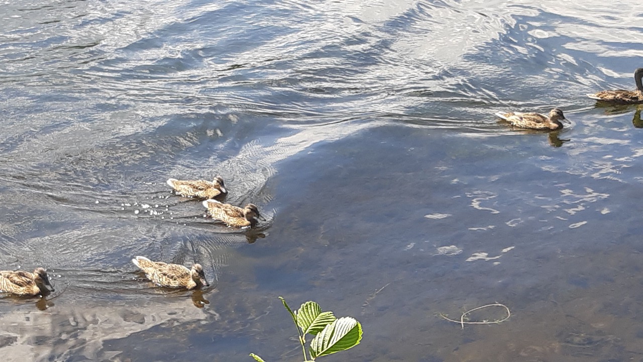 Photo of Others in Wollaston