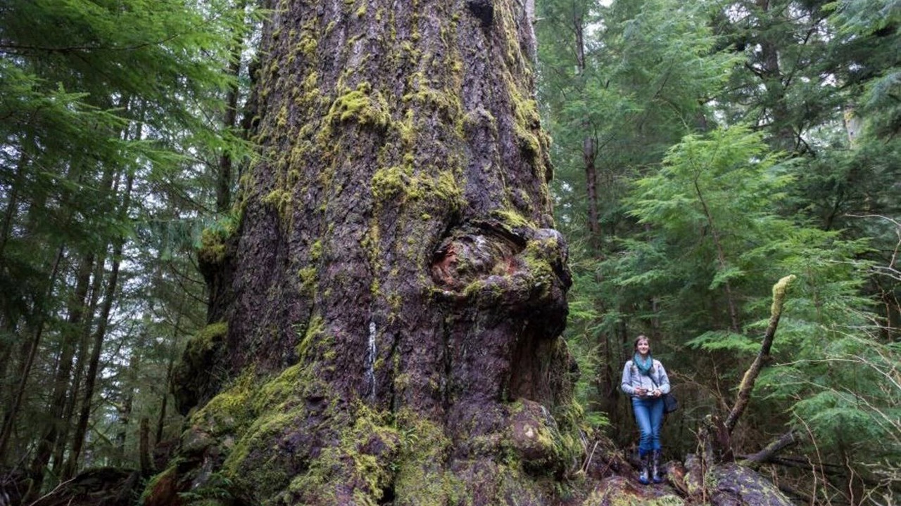 Photo of Others in Port Renfrew
