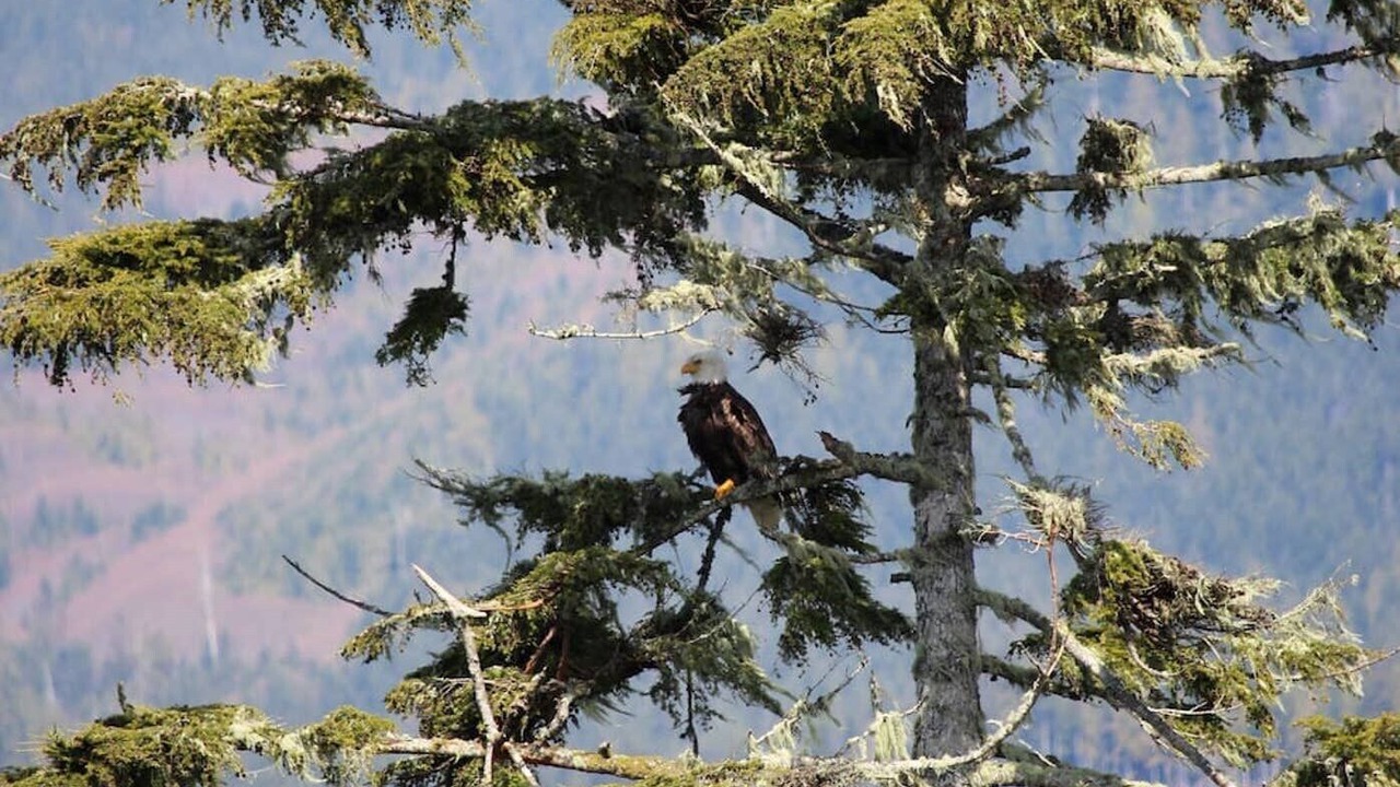 Photo of Others in Port Renfrew