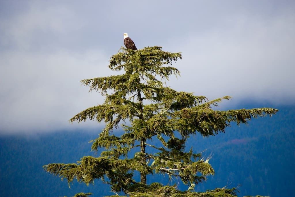 Photo of Others in Port Renfrew