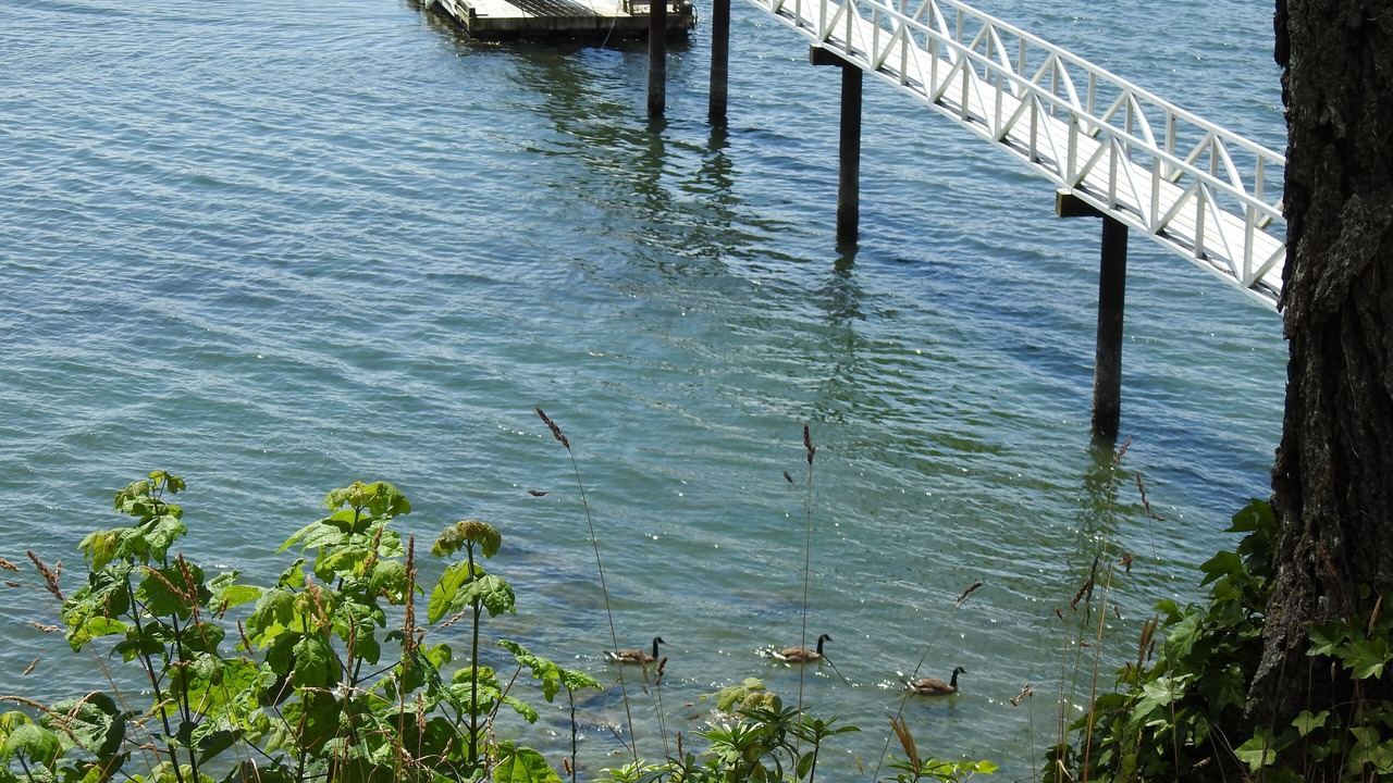 Photo of Others in Sooke