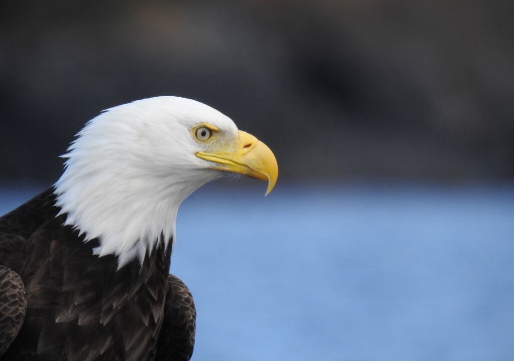 Photo of Others in Sooke