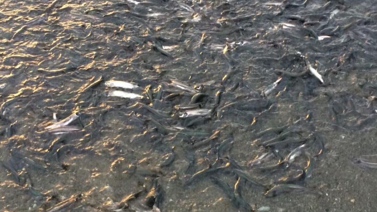 Photo of Others in Trout River