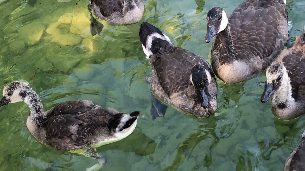 Photo of Others in Orillia