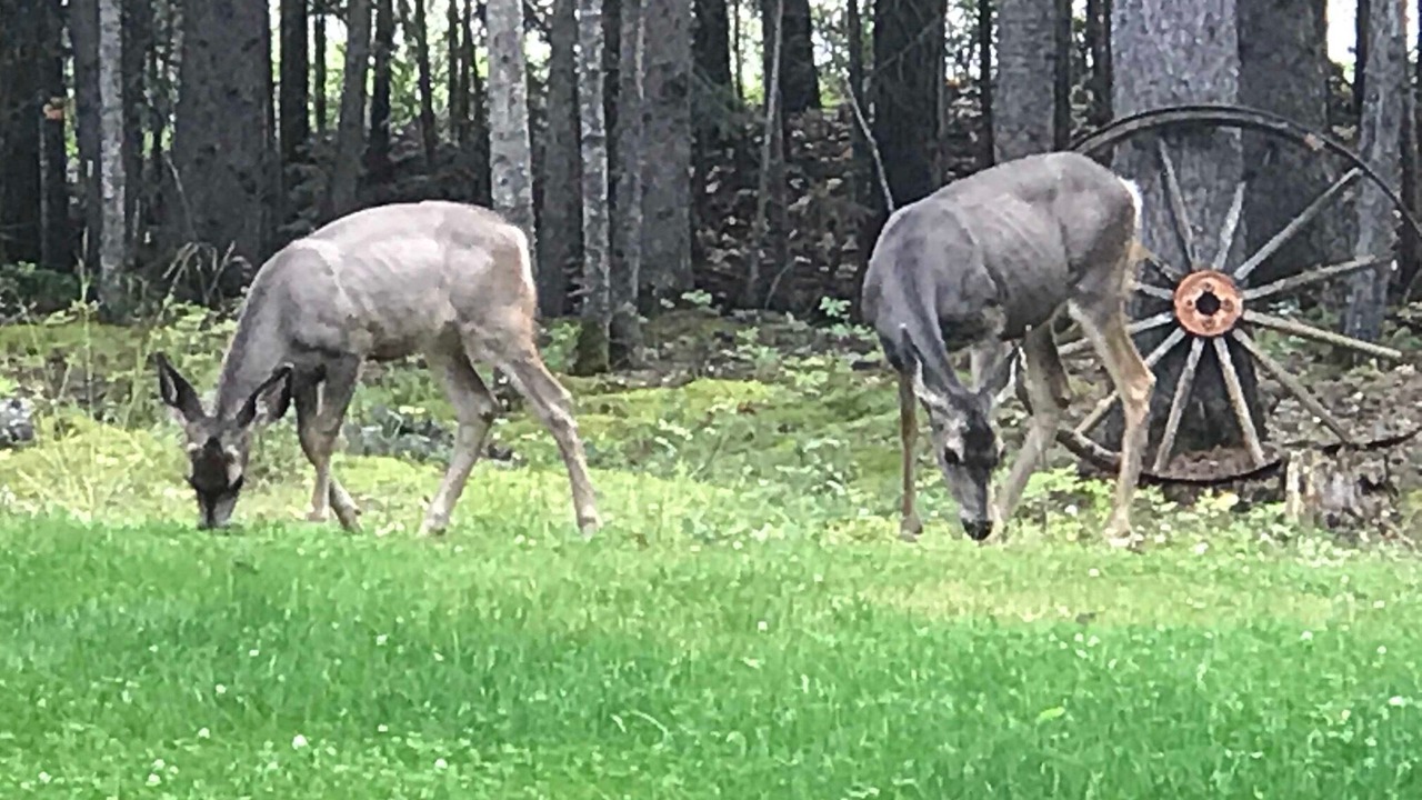 Photo of Outdoor in Bragg Creek