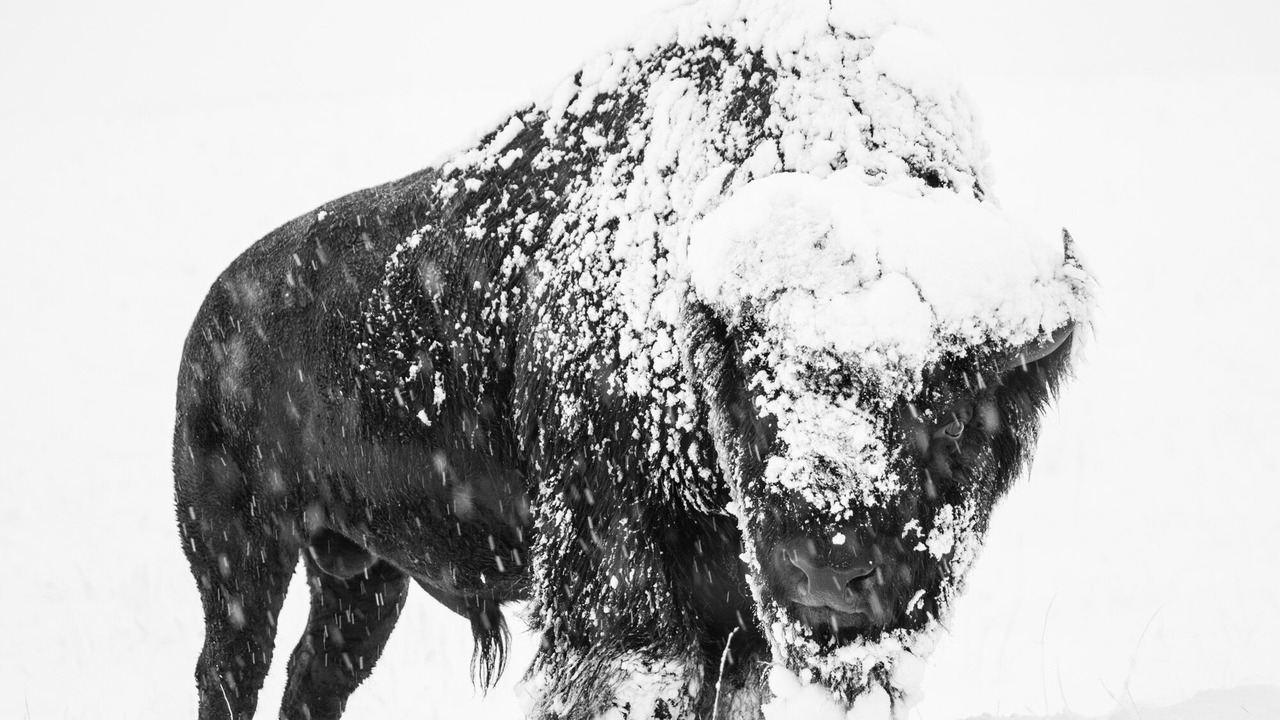 Photo of Others in Cochrane