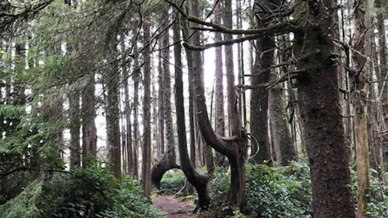 Photo of Others in Port Renfrew