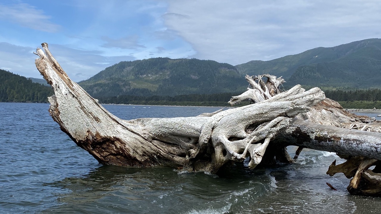 Photo of Others in Port Renfrew