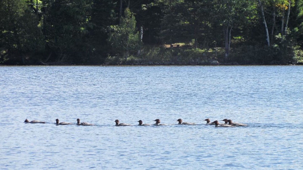 Photo of Others in Lake of Bays