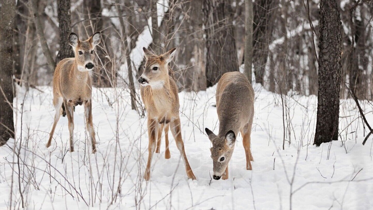 Photo of Others in St-Adolphe-d'Howard