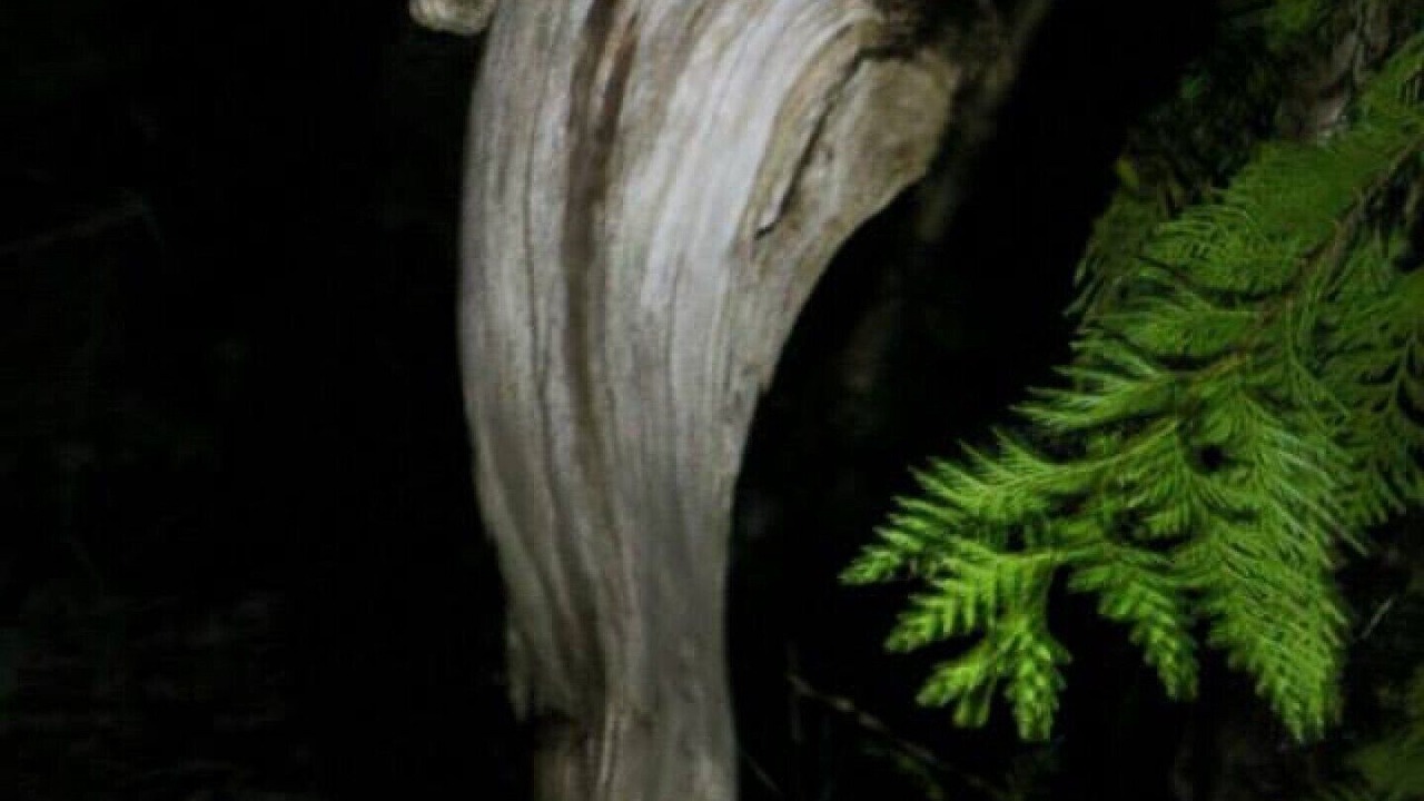 Photo of Others in Blind Bay