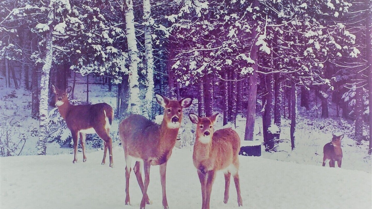 Photo of Others in Lac-Superieur
