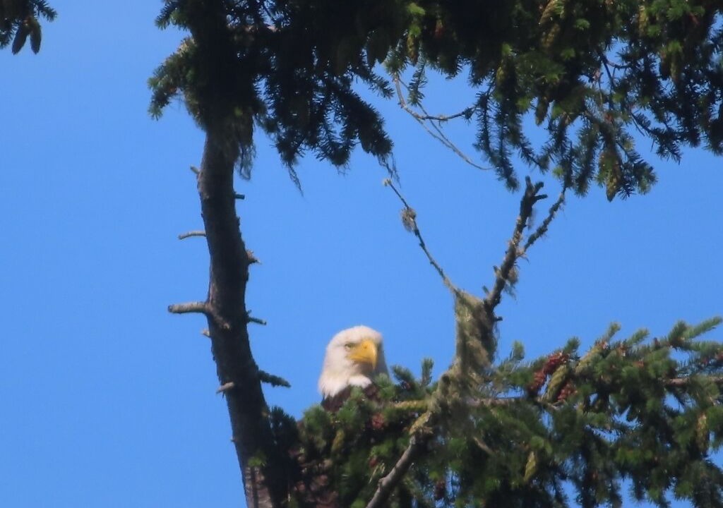 Photo of Others in East Sooke