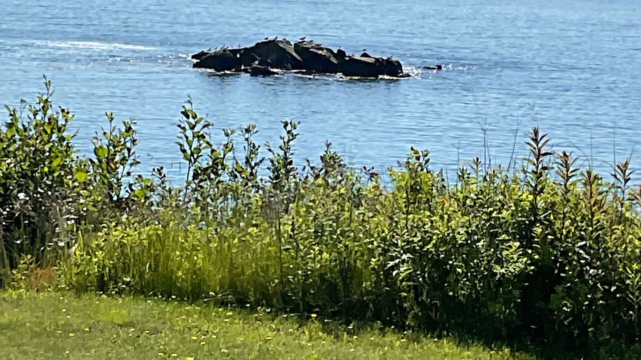 Photo of Others in Seeleys Cove