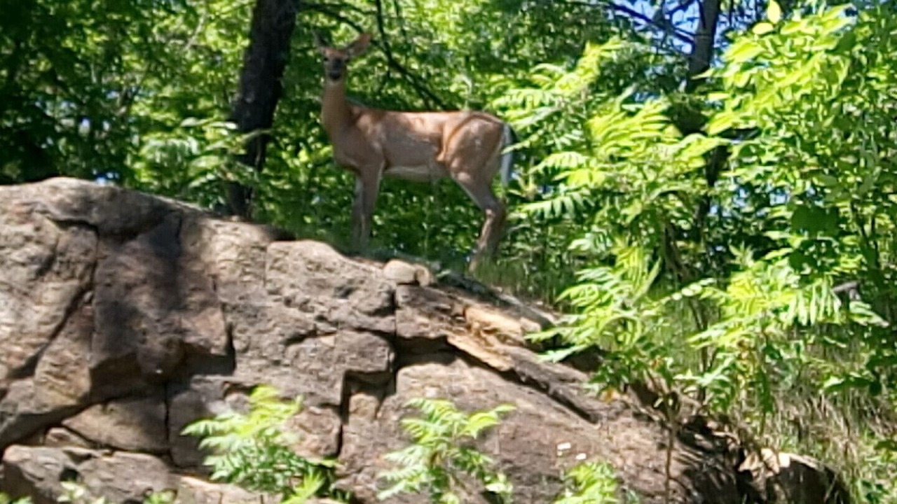 Photo of Outdoor in Central Frontenac