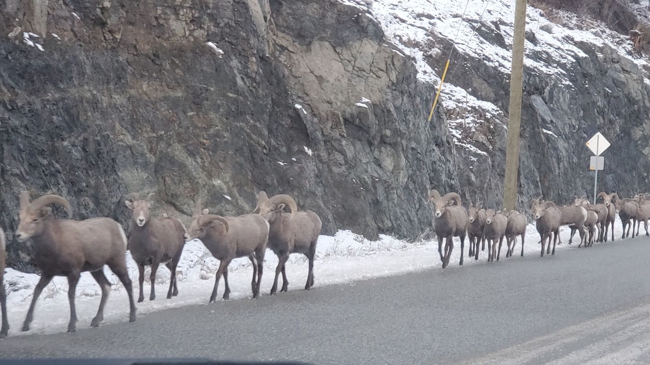 Photo of Others in Central Okanagan