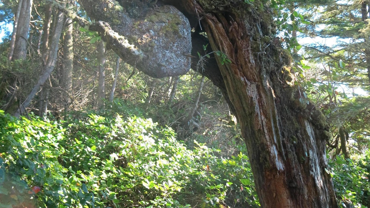 Photo of Outdoor in Port Renfrew