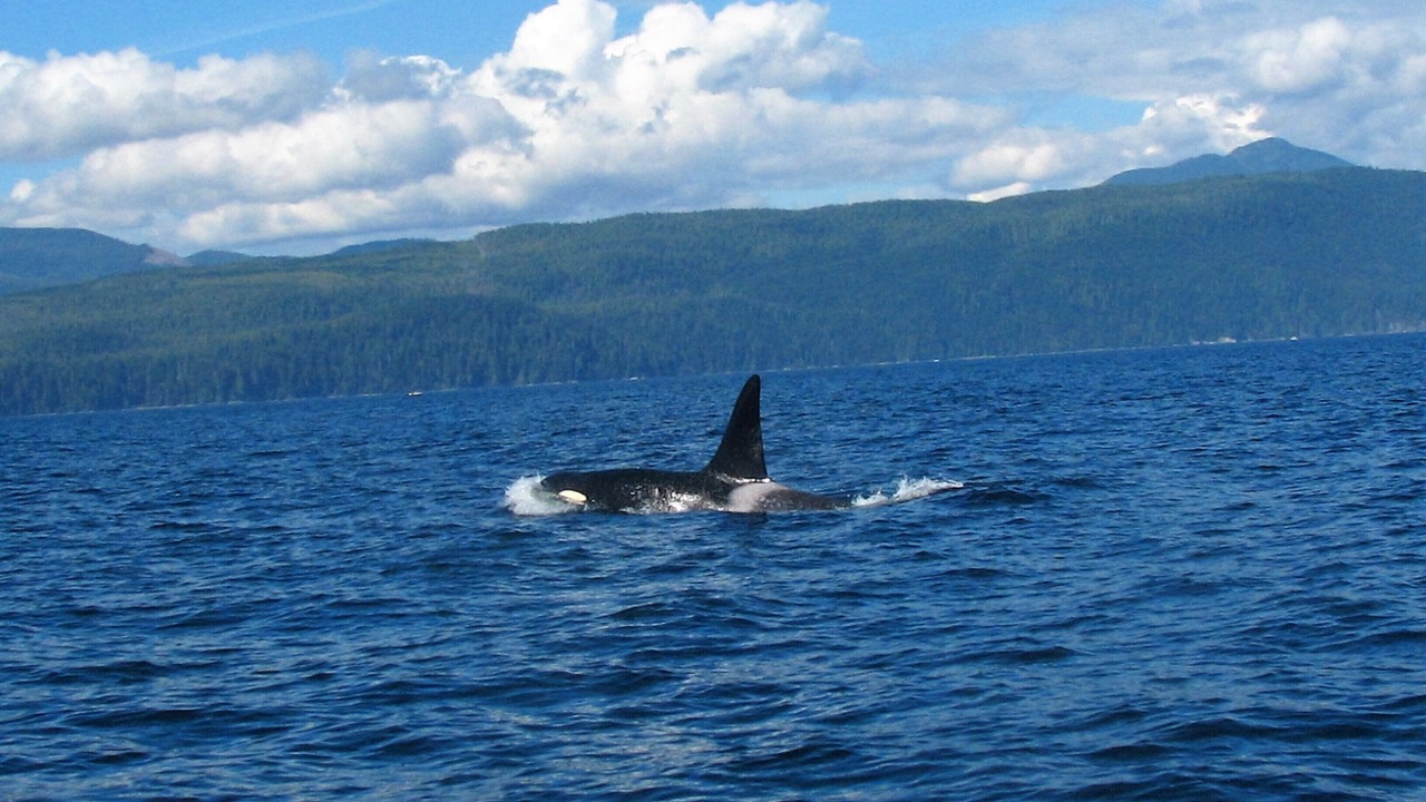 Photo of Others in Port Renfrew