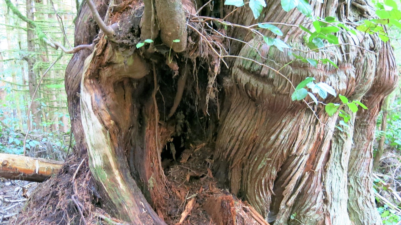 Photo of Outdoor in Port Renfrew