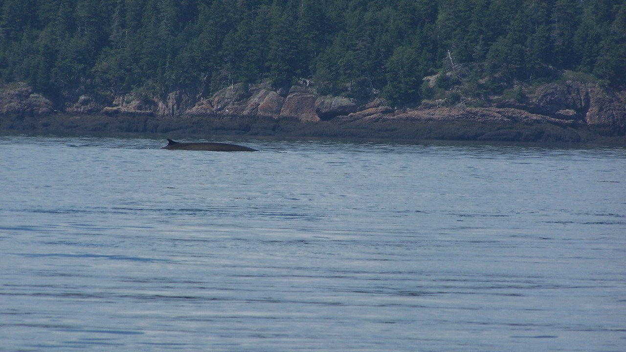 Photo of Others in Campobello Island