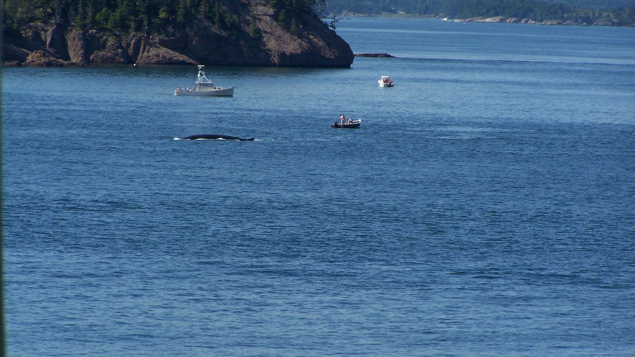 Photo of Others in Campobello Island