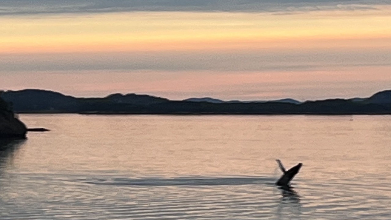 Photo of Others in Campobello Island