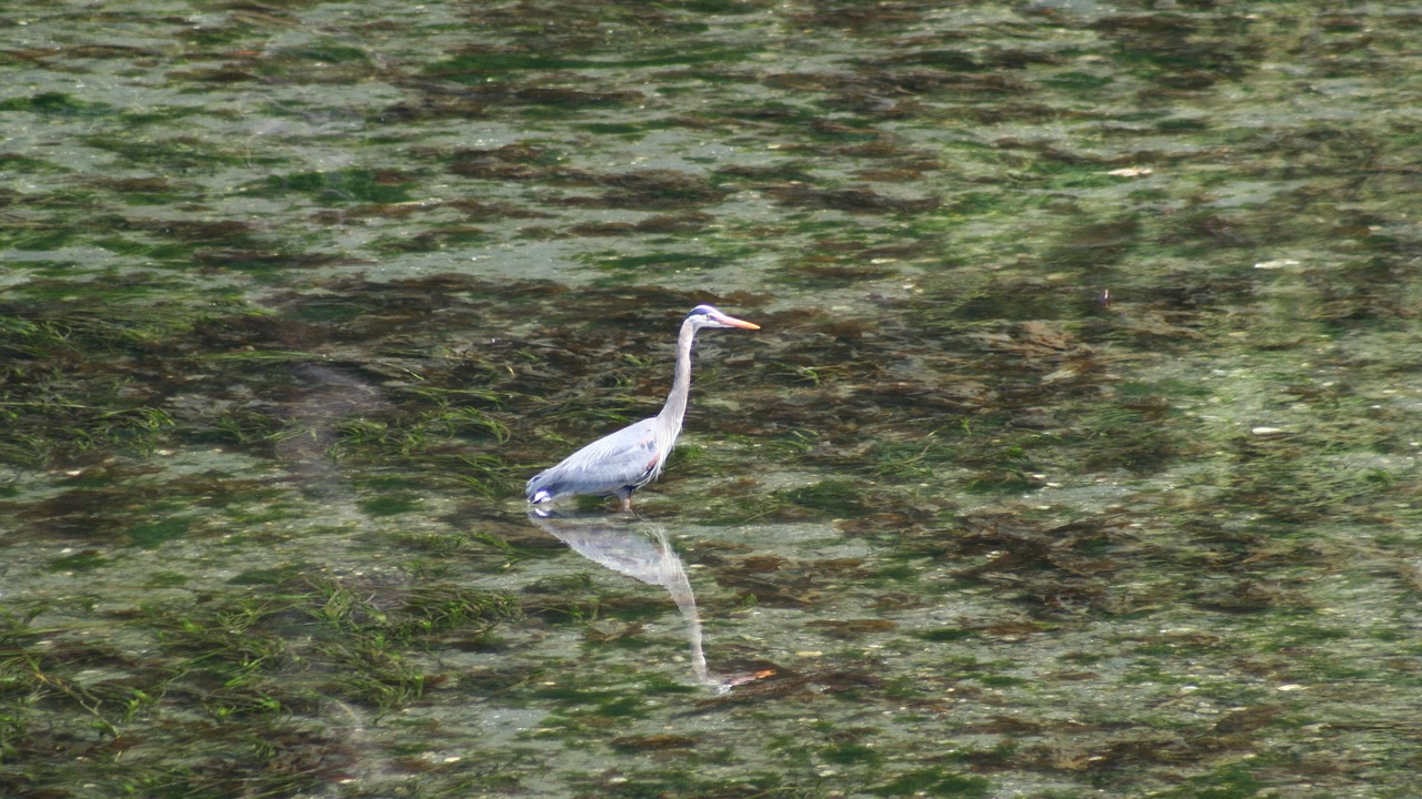 Photo of Others in Pender Island