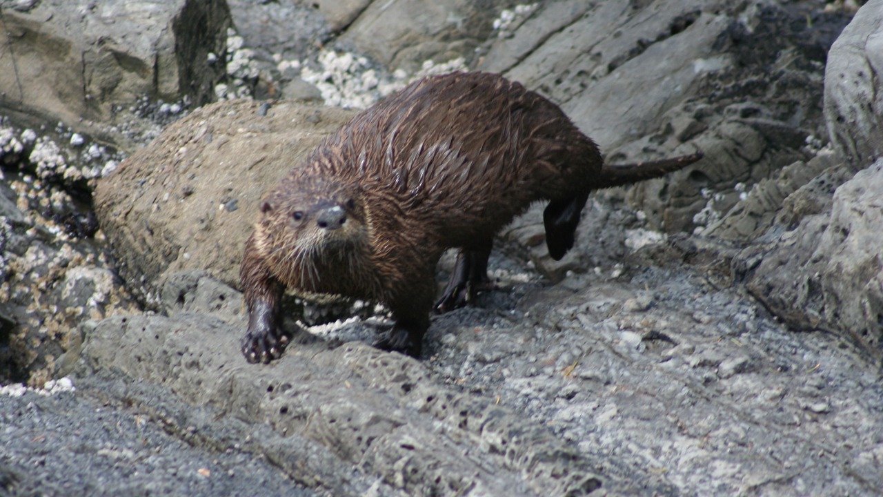 Photo of Others in Pender Island