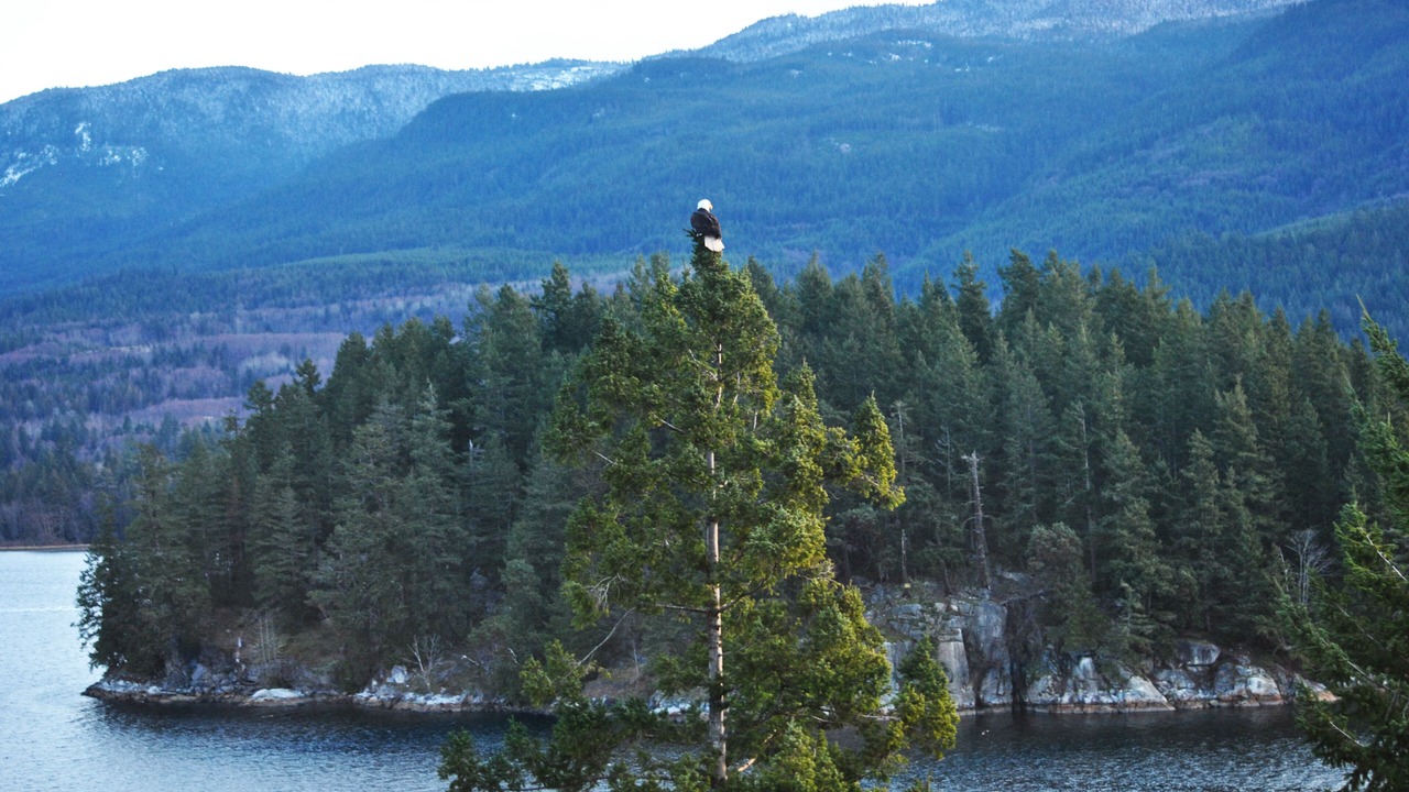 Photo of Others in West Porpoise Bay