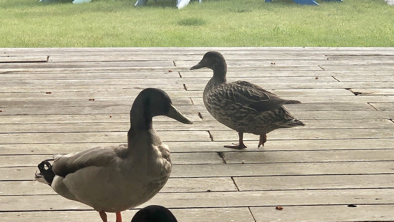 Photo of Outdoor in Gibsons