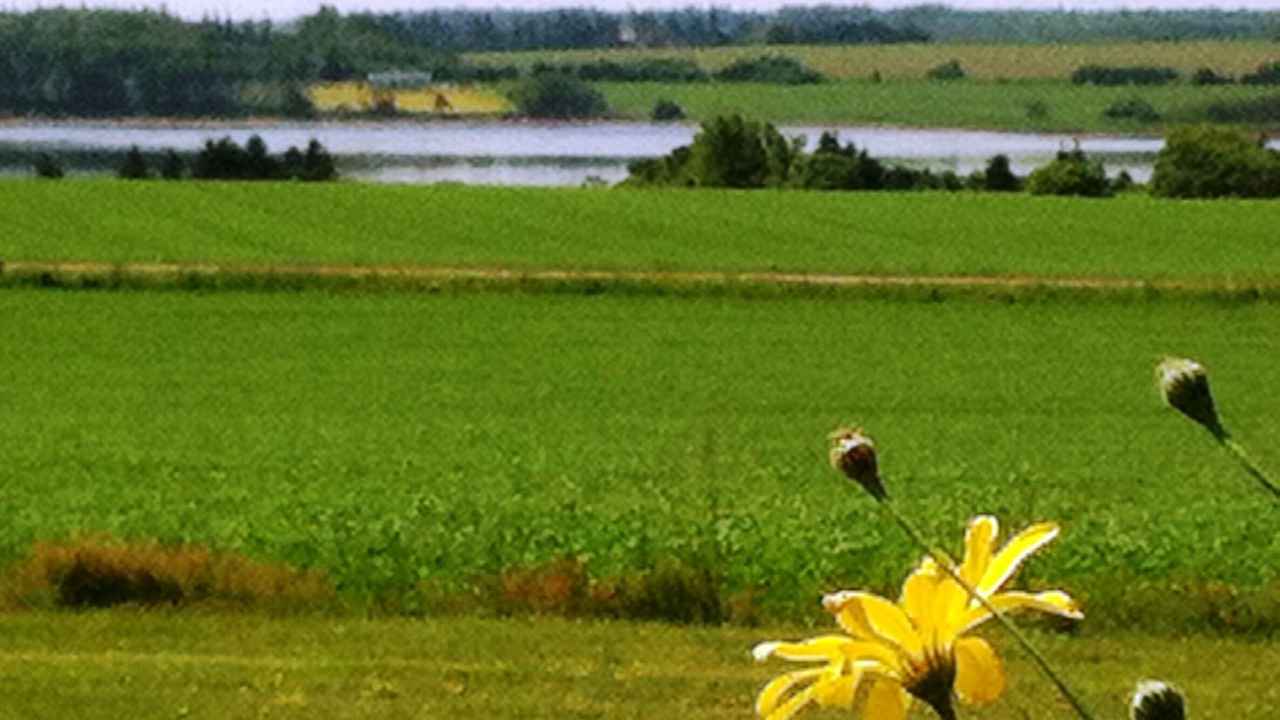 Photo of Others in Saint Peters Bay