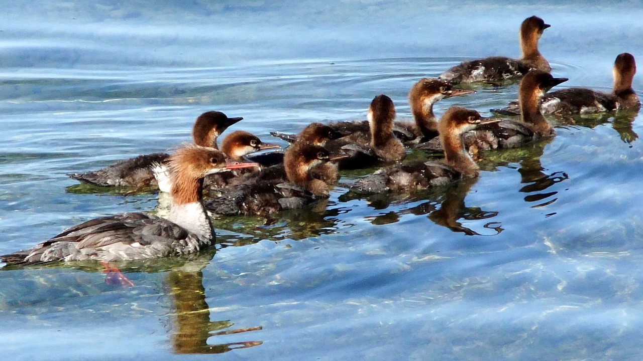 Photo of Others in Deka Lake