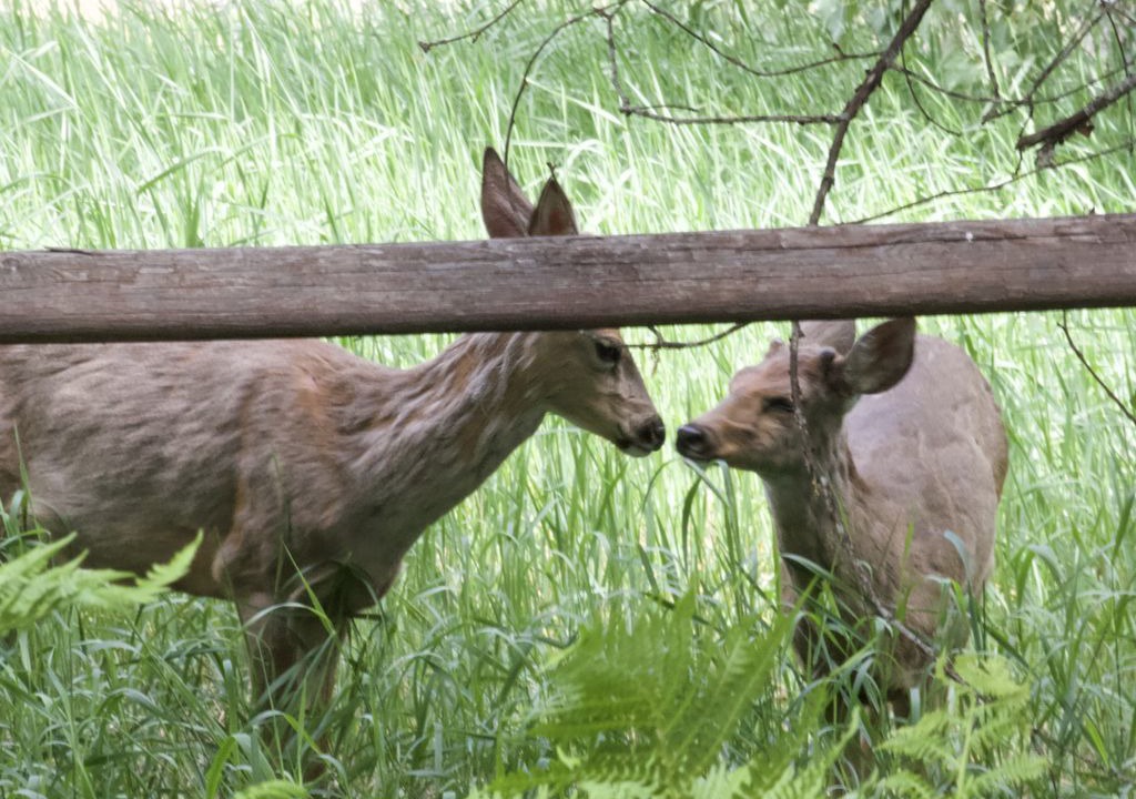 Photo of Outdoor in Pemberton