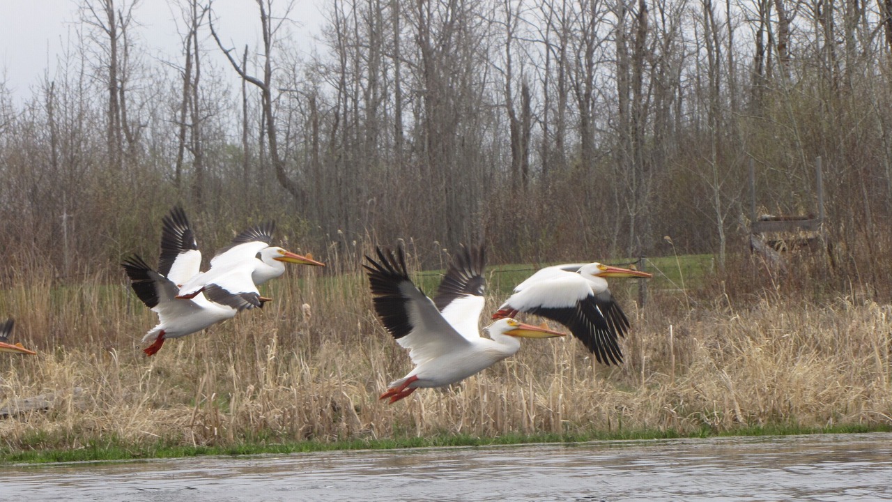 Photo of Others in Strathcona County