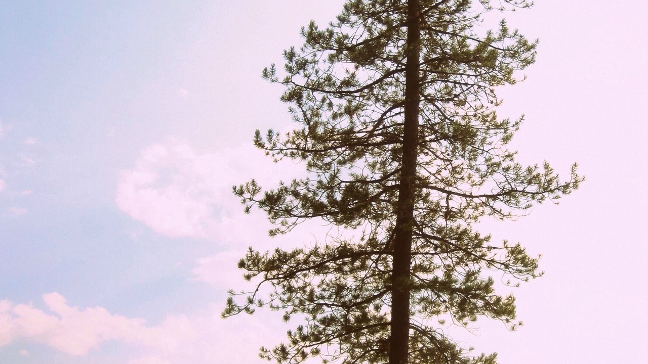 Photo of Others in Golden