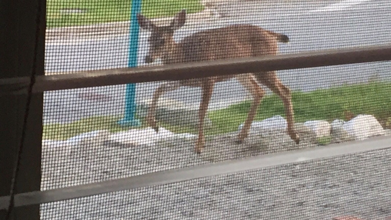Photo of Others in Sechelt