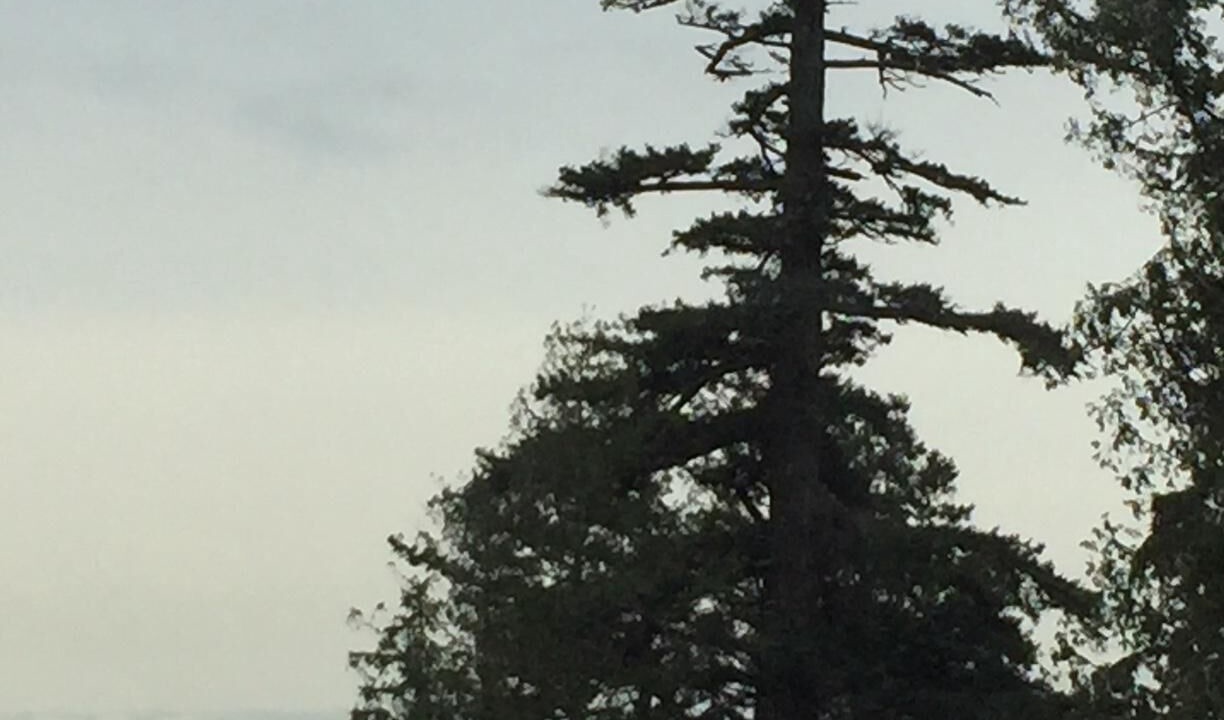 Photo of Others in Sechelt