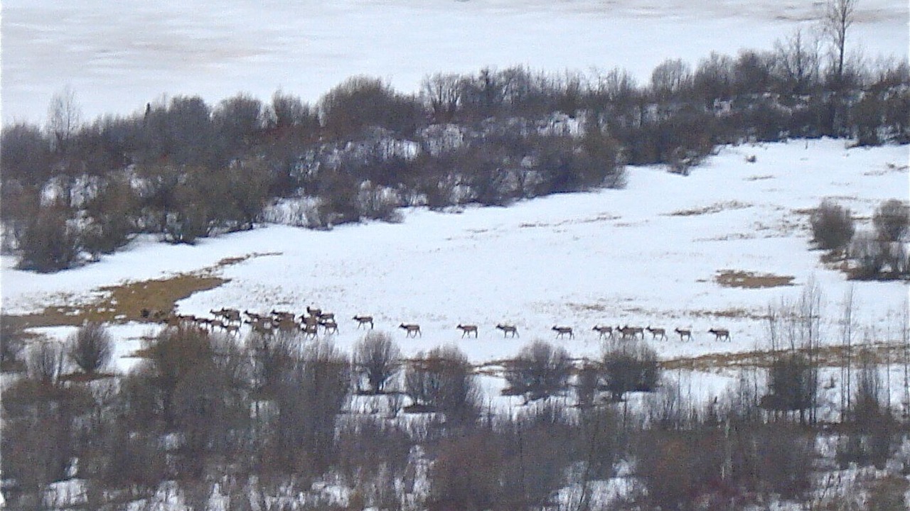 Photo of Others in Golden
