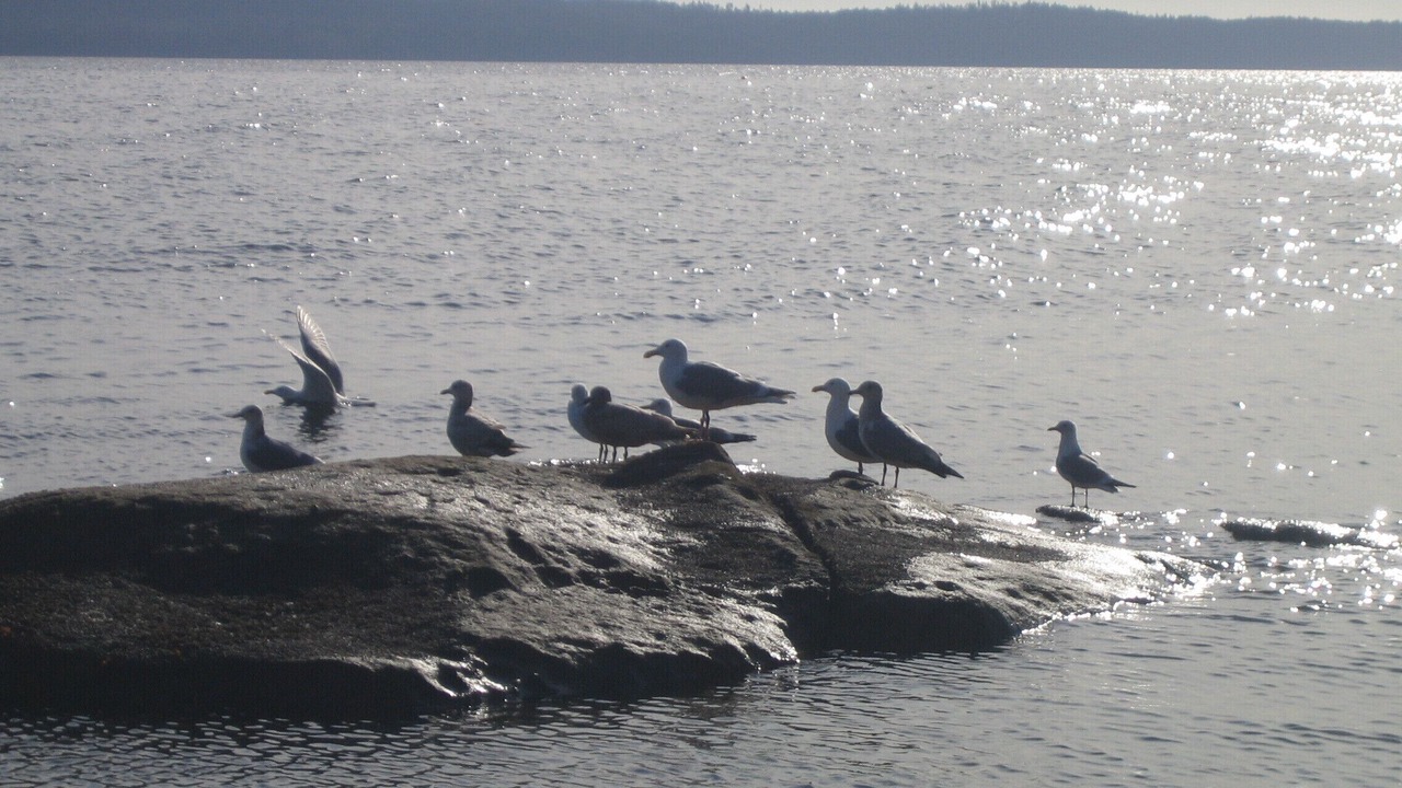 Photo of Others in Yellow Point