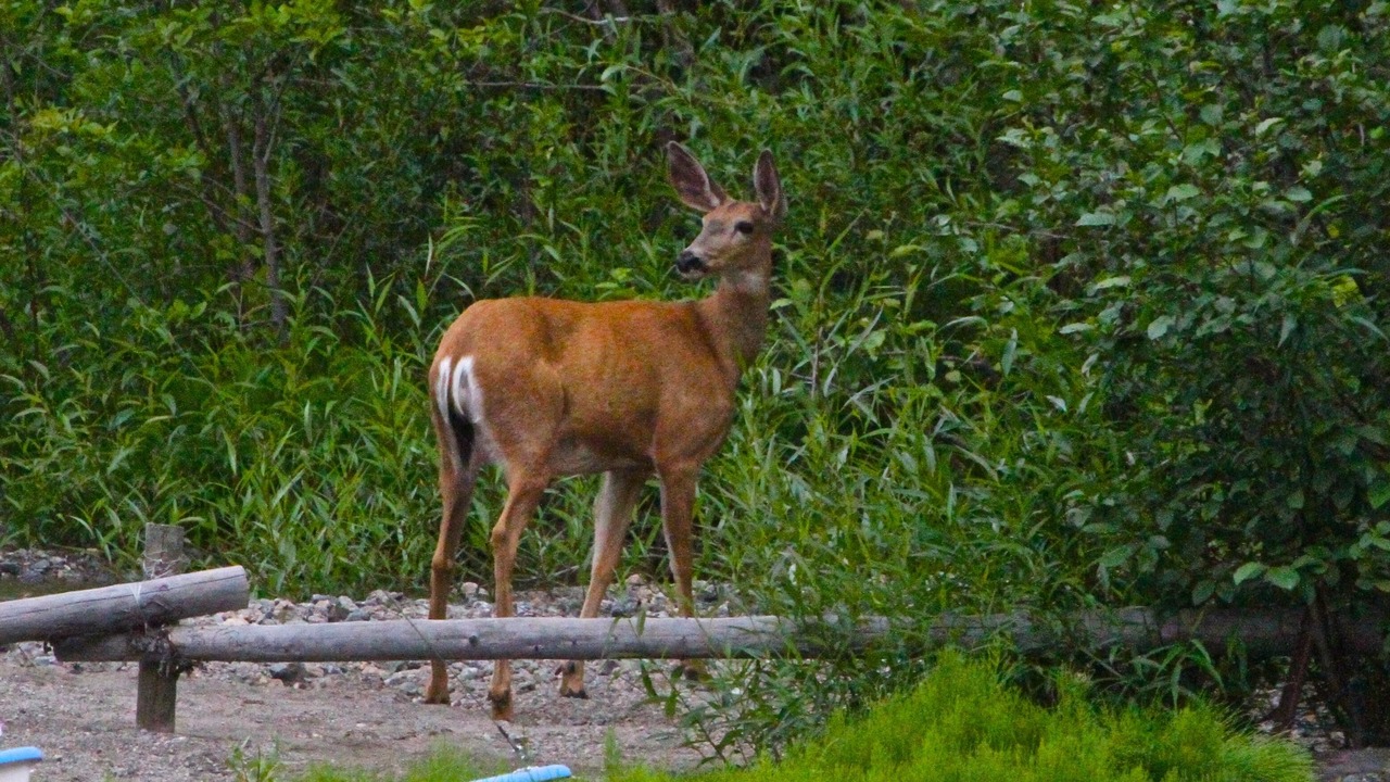 Photo of Others in Gold Bridge
