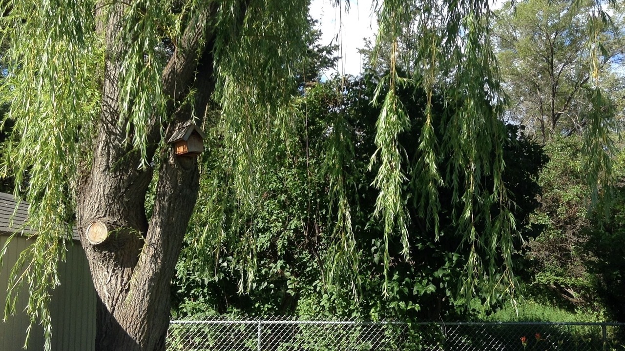 Photo of Outdoor in East Kootenay