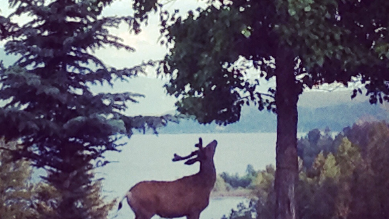 Photo of Others in East Kootenay