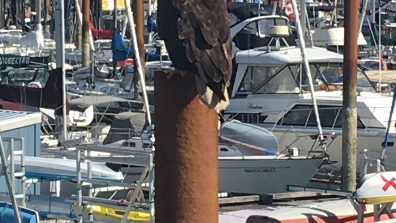 Photo of Others in Comox