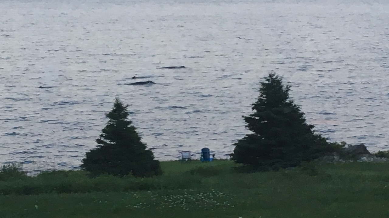 Photo of Others in Tors Cove