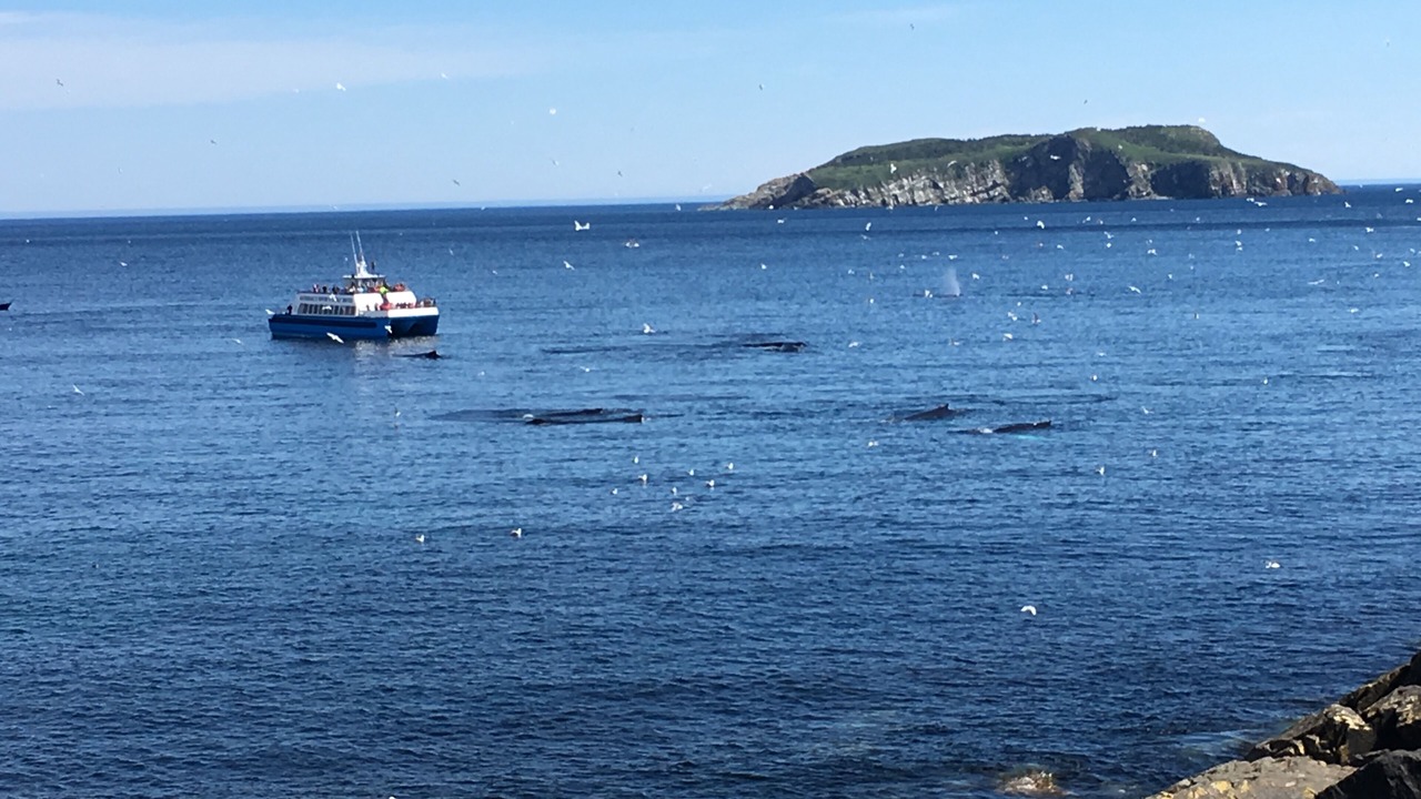 Photo of Others in Tors Cove