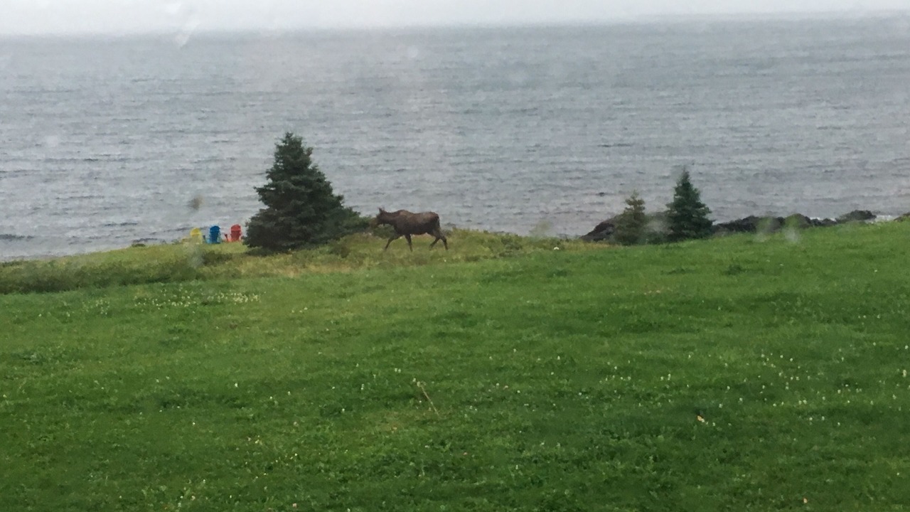 Photo of Outdoor in Tors Cove